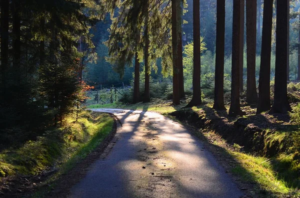 Forest road, Zuid-Bohemen, Tsjechië — Stockfoto