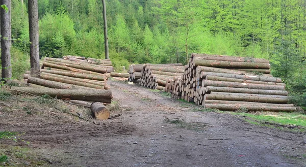 timber ready for transport, South Bohemia