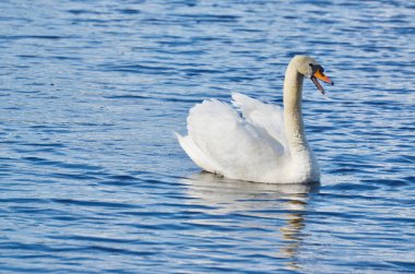su, Güney Bohemya Kuğu