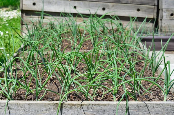 Spring onion plant, South Bohemia — Stock Photo, Image