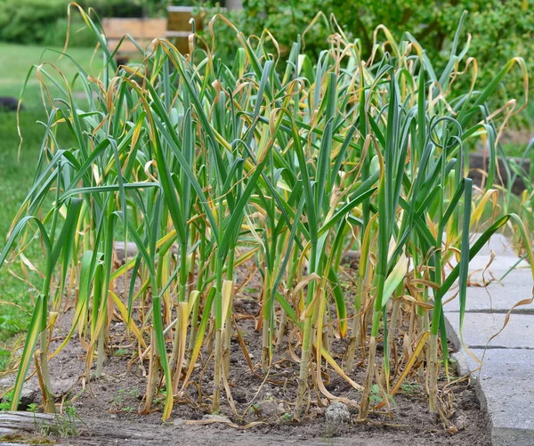 Spring garlic plant, South Bohemia — Stock Photo, Image