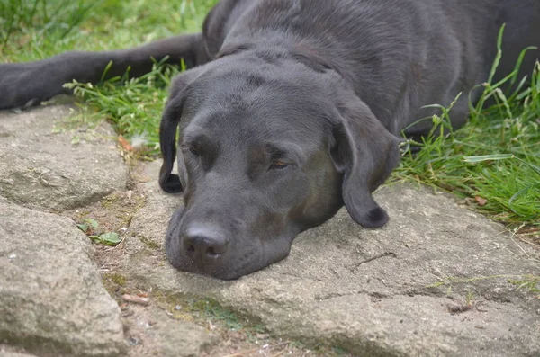 Labrador Retriever rastet aus, Südböhmen — Stockfoto