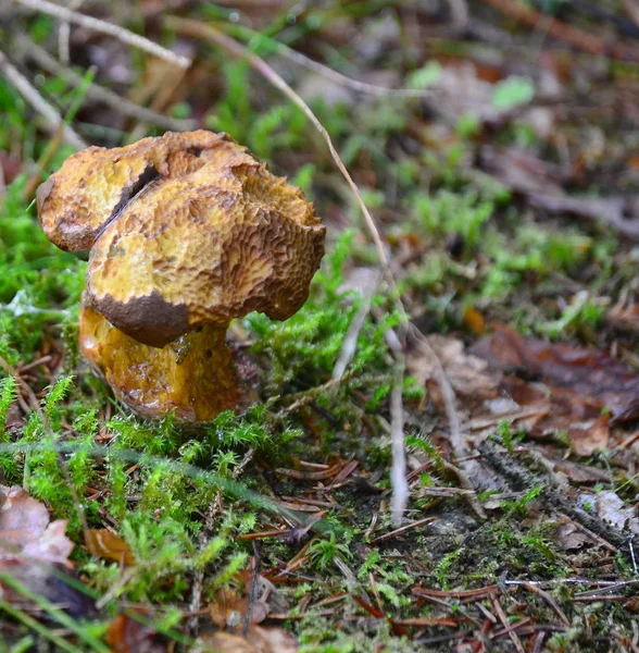 View of autumn mushrooms, southern Bohemia — Stock Photo, Image