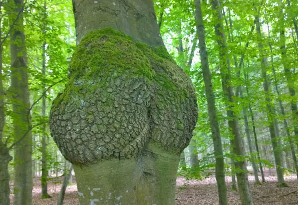 Interestingly shaped tree trunk, southern Bohemia — Stock Photo, Image