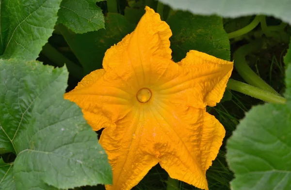 Detalj av blossom av patizony, södra Böhmen — Stockfoto