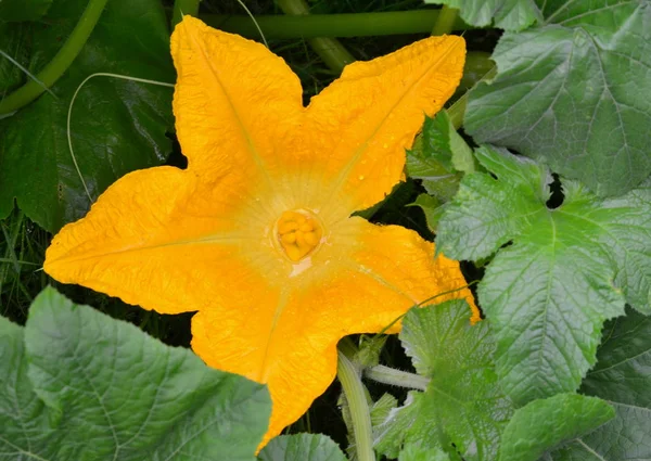 Dettaglio di fiore di patizonia, Boemia meridionale — Foto Stock