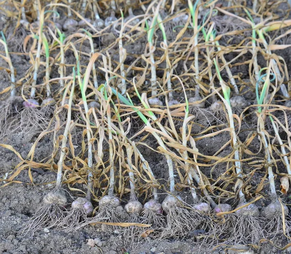 Harvested garlic plant, South Bohemia — Stock Photo, Image