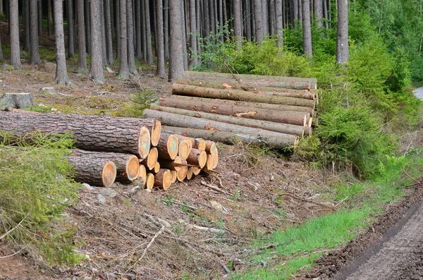 Hout klaar voor transport, regio Zuid-Bohemen — Stockfoto