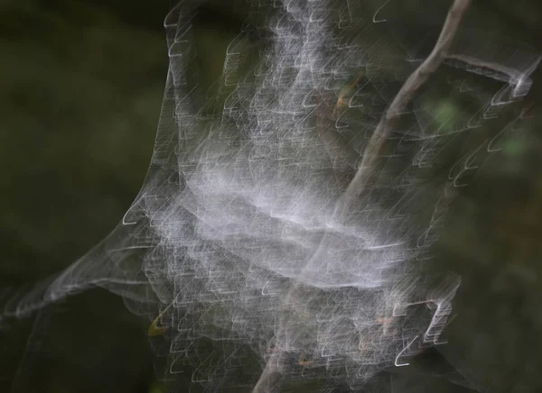 Escarcha en una tela de araña —  Fotos de Stock