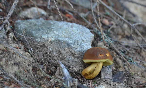 View of autumn mushrooms, southern Bohemia — Stock Image View of autumn mushrooms, southern Bohemia Stock Photo