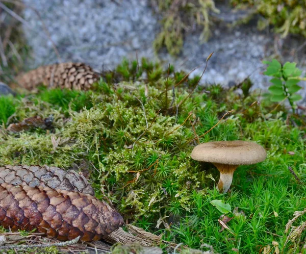 Vista de cogumelos de outono, Boêmia do Sul — Fotografia de Stock