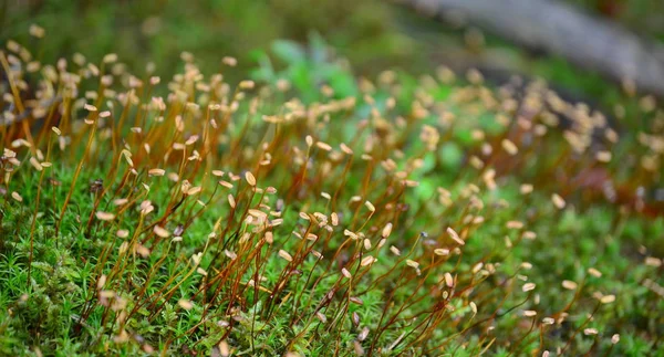 Polytrichum commune es uno de los musgos más comunes — Foto de Stock