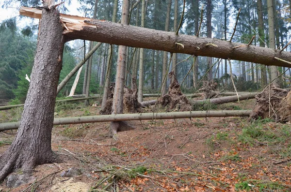 Vista da floresta danificada pelo vento, sul da Boêmia — Fotografia de Stock