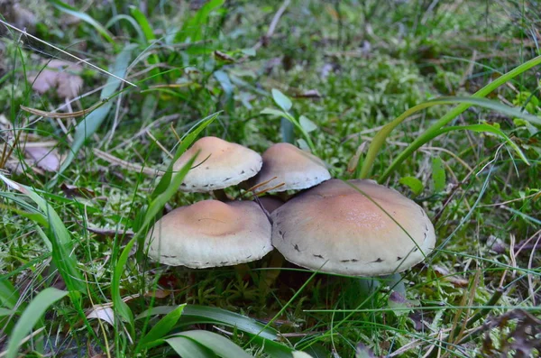 Blick auf Herbstpilze, Südböhmen — Stockfoto