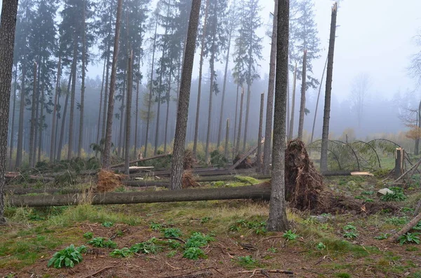 Vista da floresta danificada pelo vento, sul da Boêmia — Fotografia de Stock