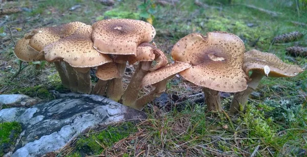 Vista dei funghi autunnali, Boemia meridionale — Foto Stock