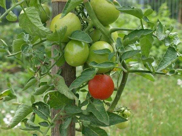 Tomatoes ripen on shrubs, Eastern Bohemia — Stock Photo, Image
