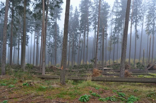 Vista da floresta danificada pelo vento, sul da Boêmia — Fotografia de Stock