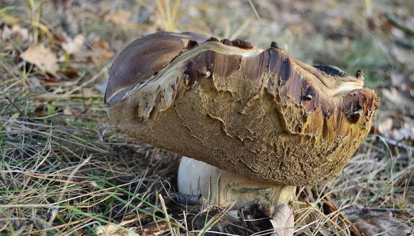 View of autumn mushrooms, southern Bohemia — Stock Photo, Image