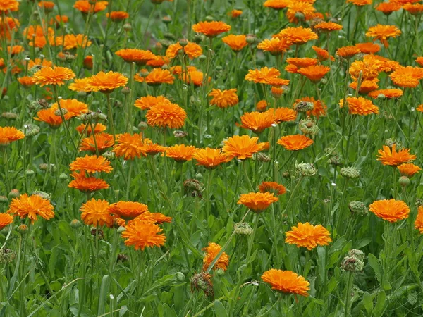 꽃밭의 꽃 메리 골드, Hradec 킹의 식물 정원 — 스톡 사진