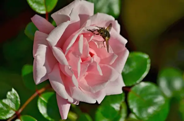 view of blooming roses, Lower Austria