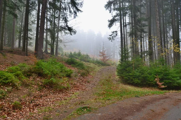 Strada forestale — Foto Stock