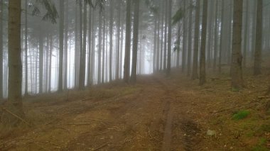 görünümünü sonbahar orman yolu, southern Bohemia, Çek Cumhuriyeti