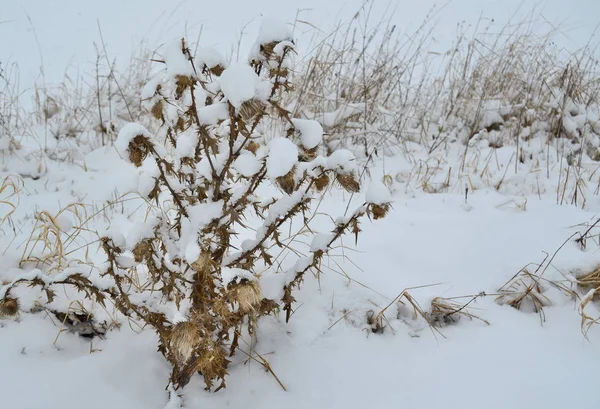 Plantas cubiertas de heladas, al sur de Bohemia —  Fotos de Stock