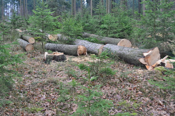 timber ready for transport, South Bohemia