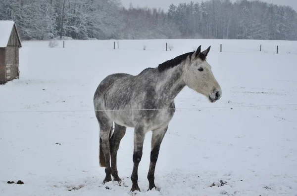 Bílý kůň na zimní pastviny — Stock fotografie