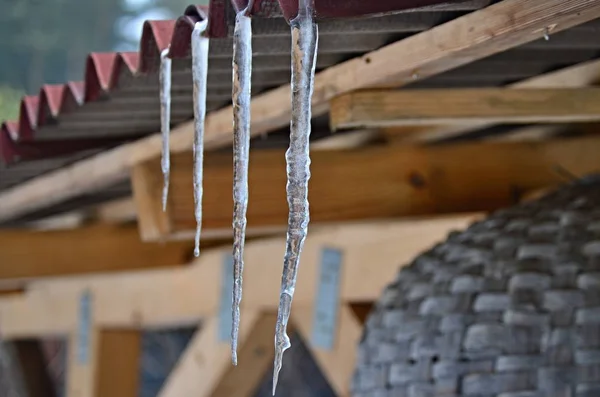 Istapper fra smeltende sne, South Bohemia - Stock-foto