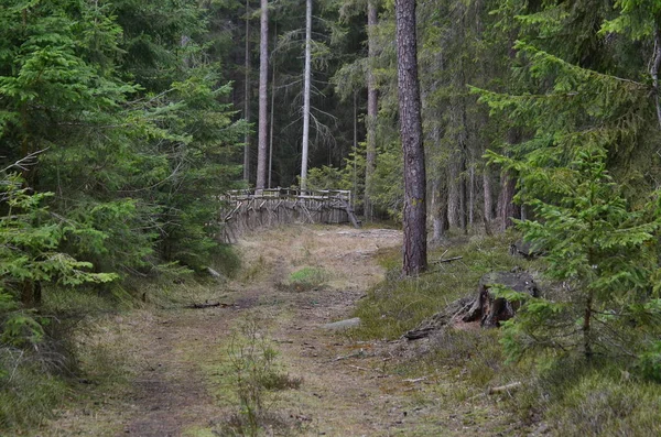 Vista de la carretera forestal, sur de Bohemia — Foto de Stock