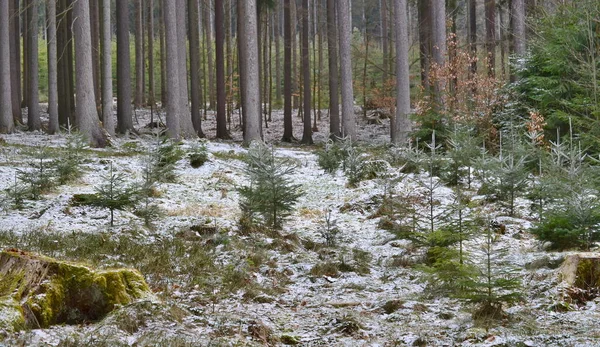 Vista della foresta appena piantata, Boemia meridionale — Foto Stock