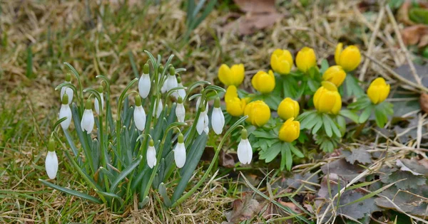 View of first spring flowers, South Bohemia — Stock Photo, Image