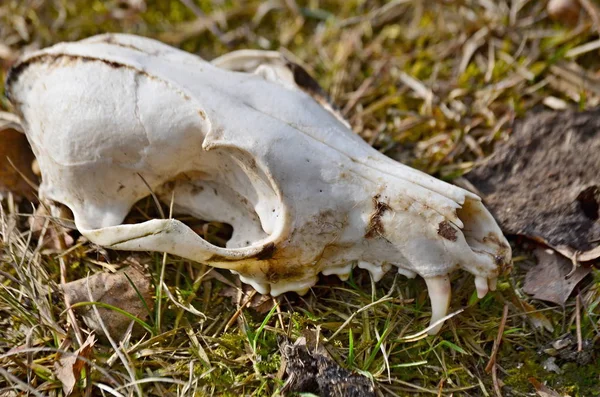 Vista de cráneo de animal, cráneo de perro, bohemia del sur —  Fotos de Stock