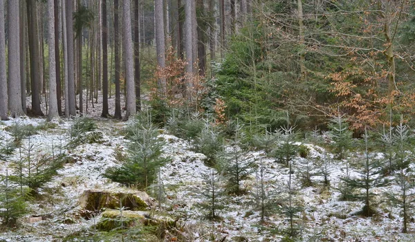 Vista della foresta appena piantata, Boemia meridionale — Foto Stock