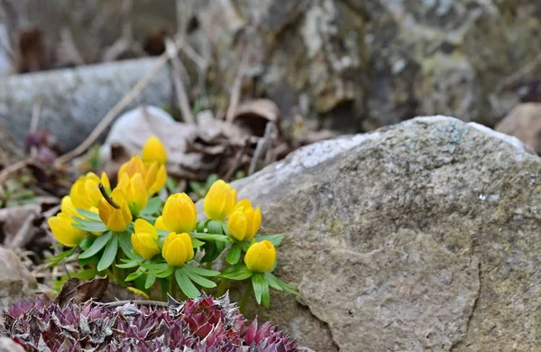 View of first spring yellow flowers. South Bohemia — Stock Photo, Image