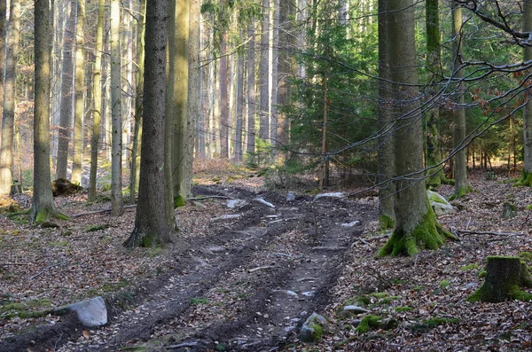 Orman yolu, Güney Bohemya görünümünü — Stok fotoğraf