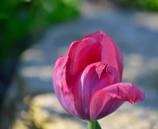 Lale çiçek, Güney Bohemya görünümünü — Stok fotoğraf