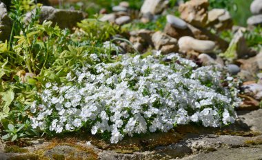 İlk bahar çiçekleri