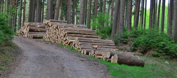 Dřevo, které jsou připraveni k transportu, Jižní Čechy — Stock fotografie