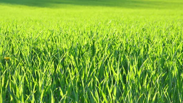 View sown fields , southern Bohemia — Stock Photo, Image