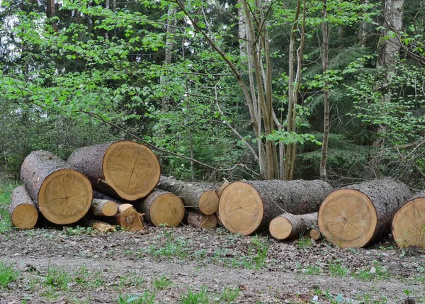 Timber ready for transport, South Bohemia — Stock Photo, Image