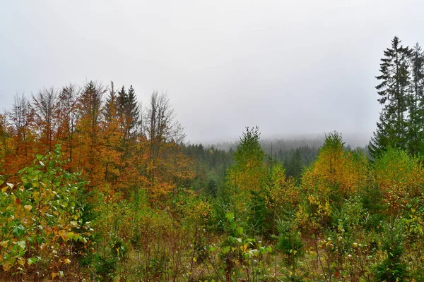 Kolory jesiennego lasu, południowe Czechy — Zdjęcie stockowe