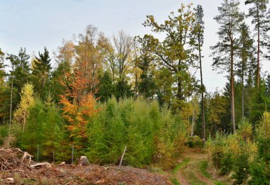 orman yolu, Güney Bohemya görünümünü