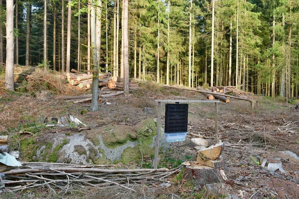 Protección forestal, trampa para escarabajos de corteza, Bohemia meridional — Foto de Stock