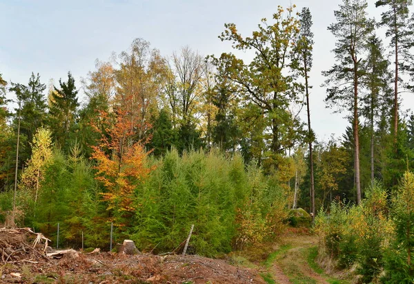 Orman yolu, Güney Bohemya görünümünü — Stok fotoğraf