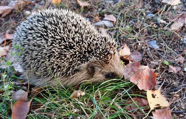 European hedgehog (Erinaceus europaeus), also known under the na — Stock Photo, Image
