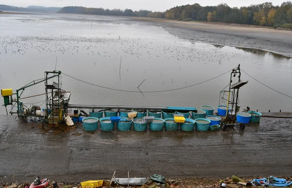 La cosecha tradicional checa de pescado del estanque — Foto de Stock