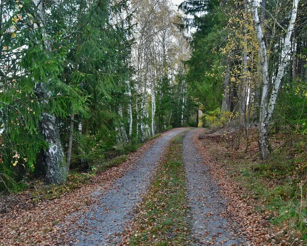 Вид на лесную дорогу, юг области — стоковое фото